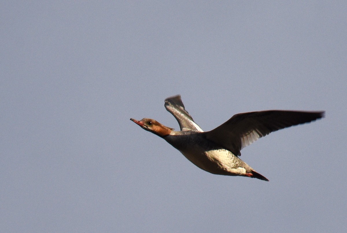 morčák velký - ML216581701