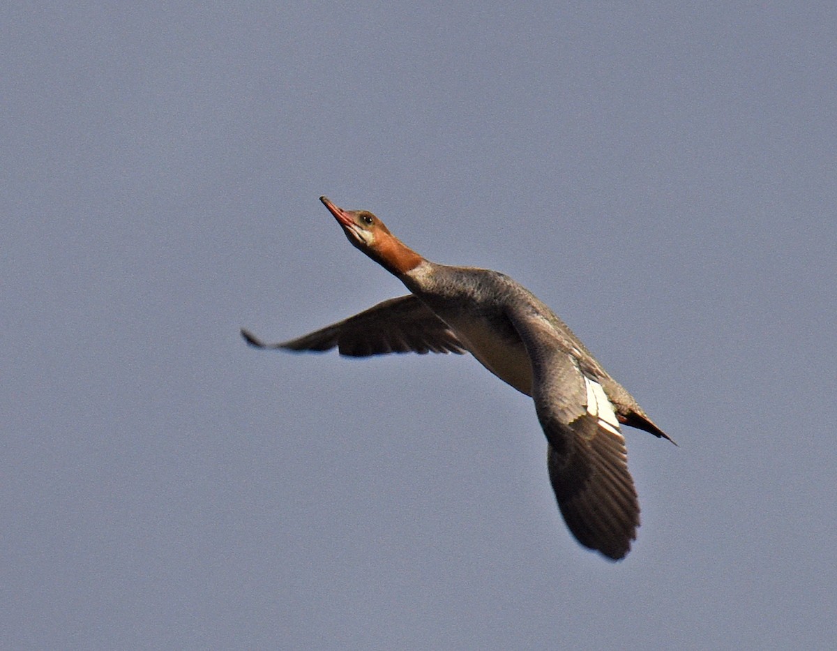 morčák velký - ML216581711