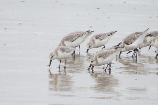 Sanderling - ML21658231