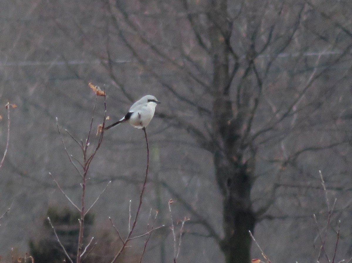 Northern Shrike - ML216582701