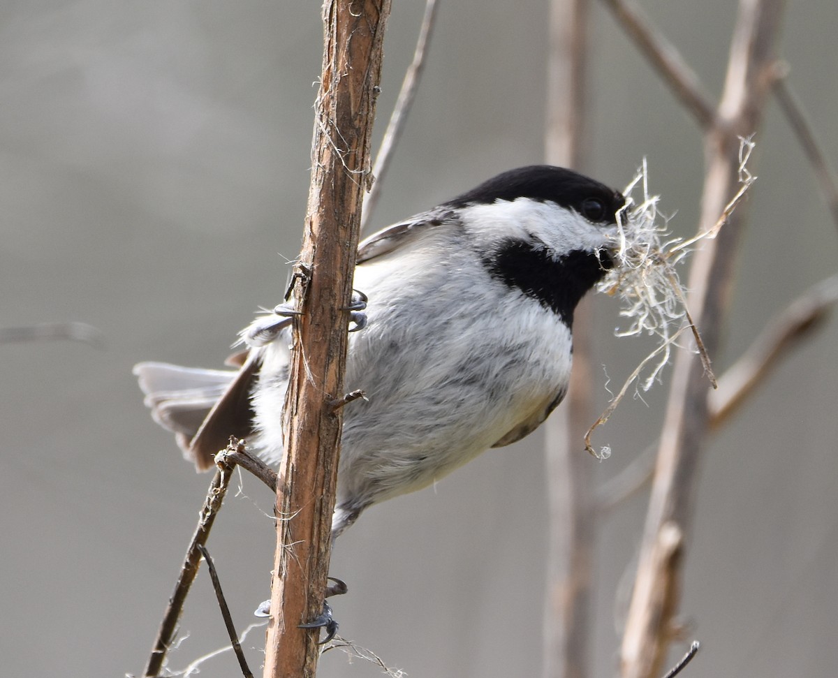 Carolina Chickadee - ML216584911