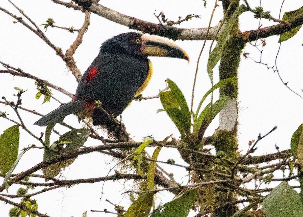 Collared Aracari (Pale-mandibled) - ML216586331