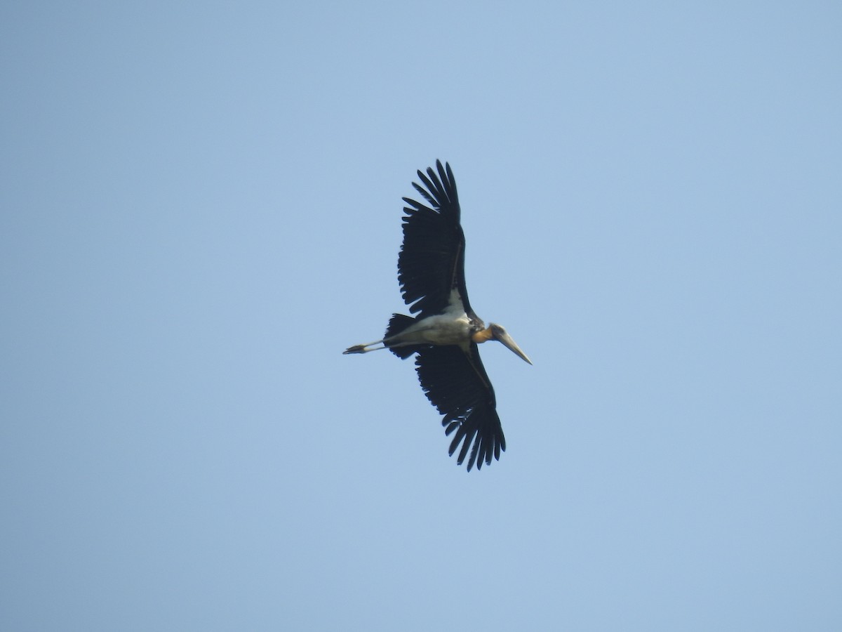 Lesser Adjutant - ML216586821