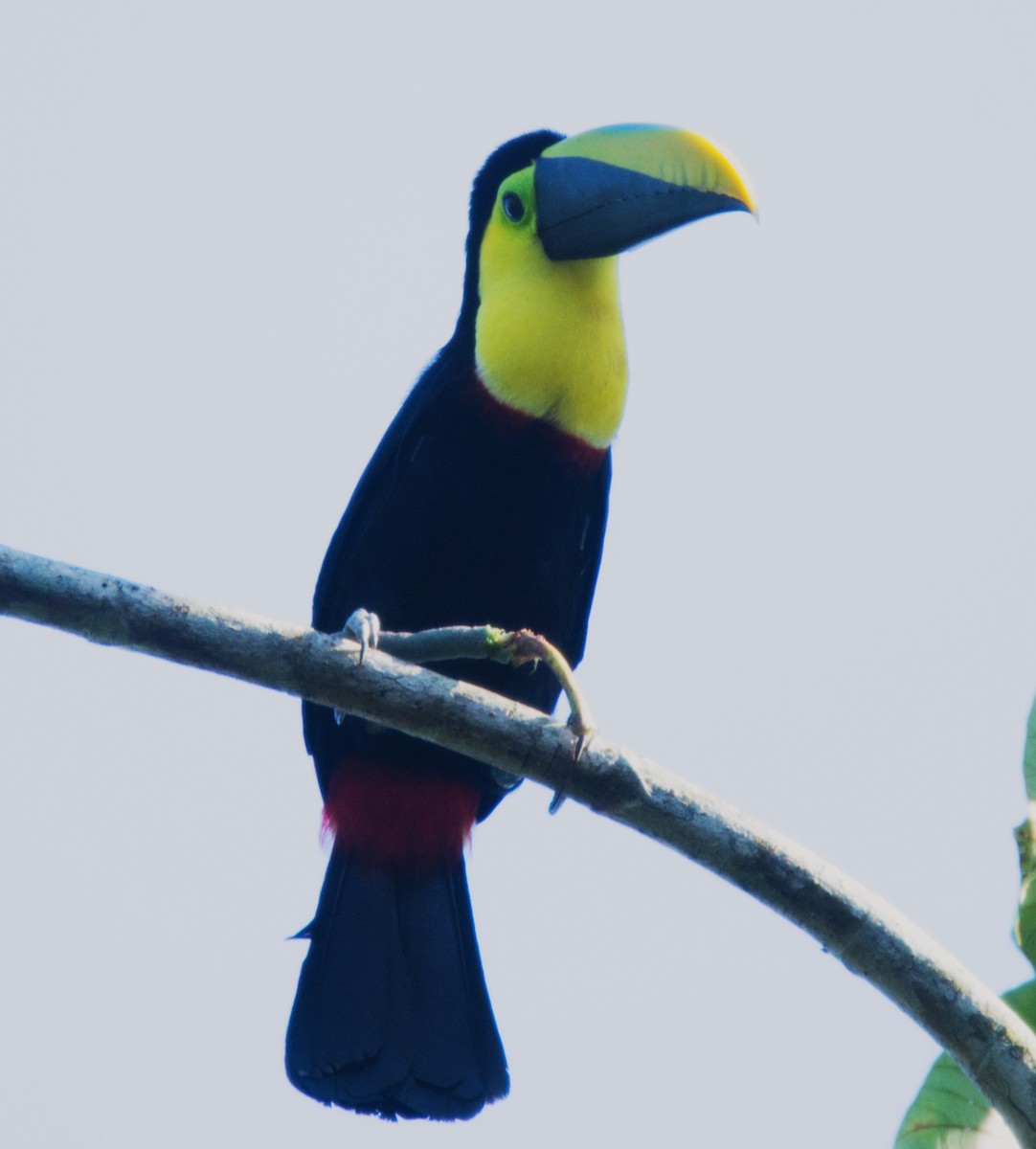 Yellow-throated Toucan (Chestnut-mandibled) - Forrest Rowland
