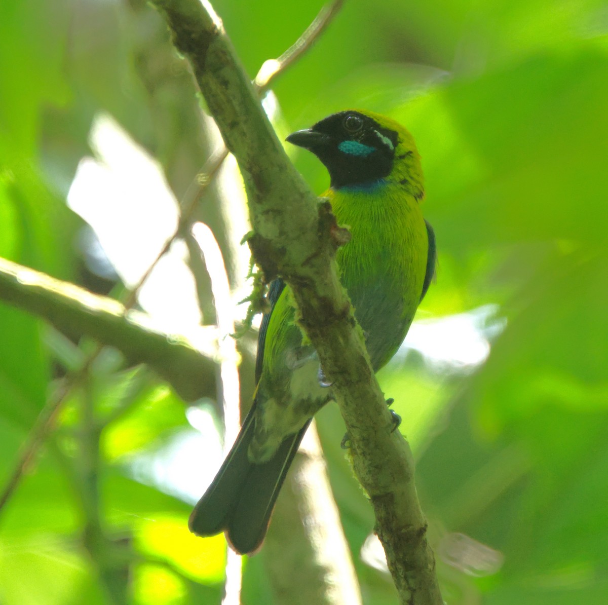 Blue-whiskered Tanager - Forrest Rowland