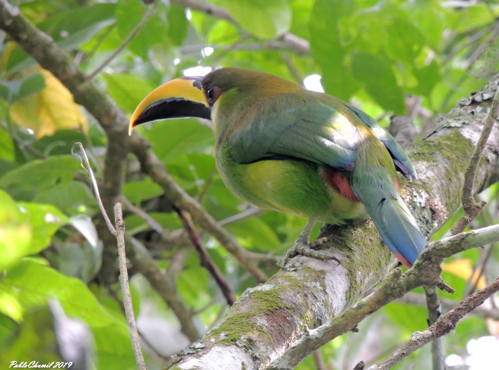 Northern Emerald-Toucanet - ML216589231