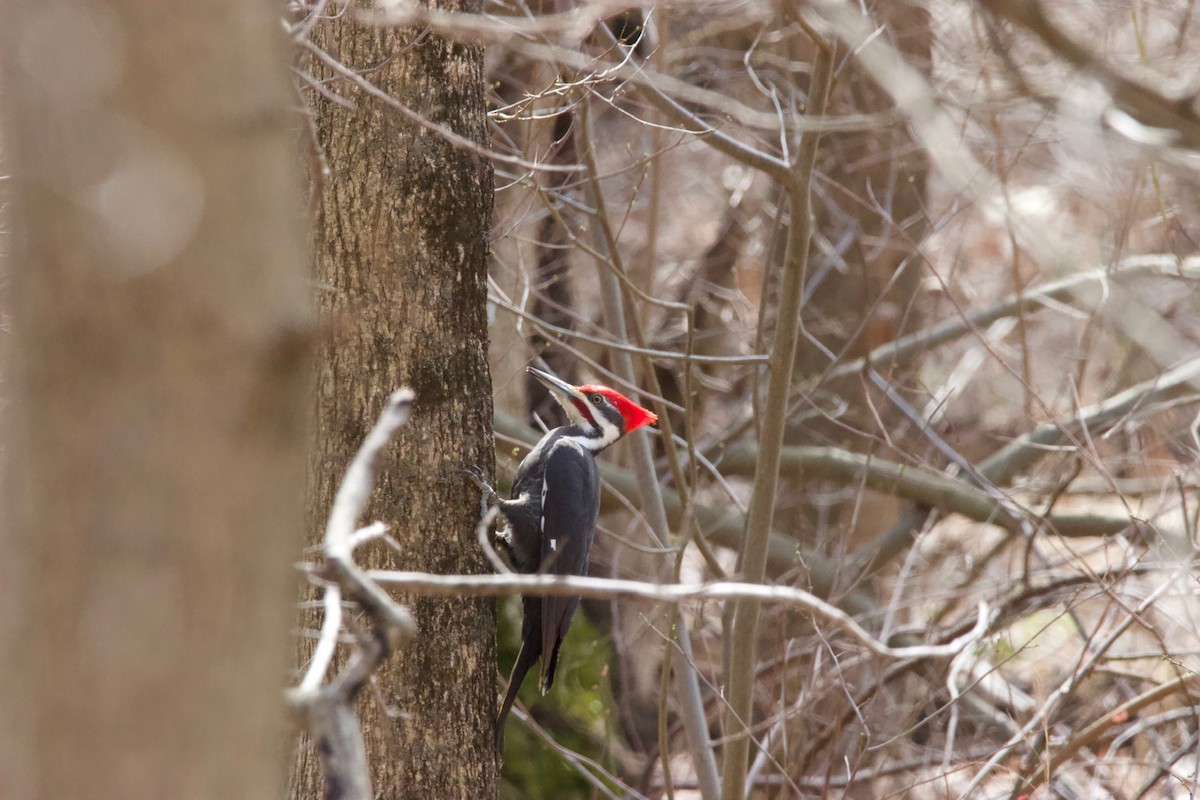 Pileated Woodpecker - ML216589841
