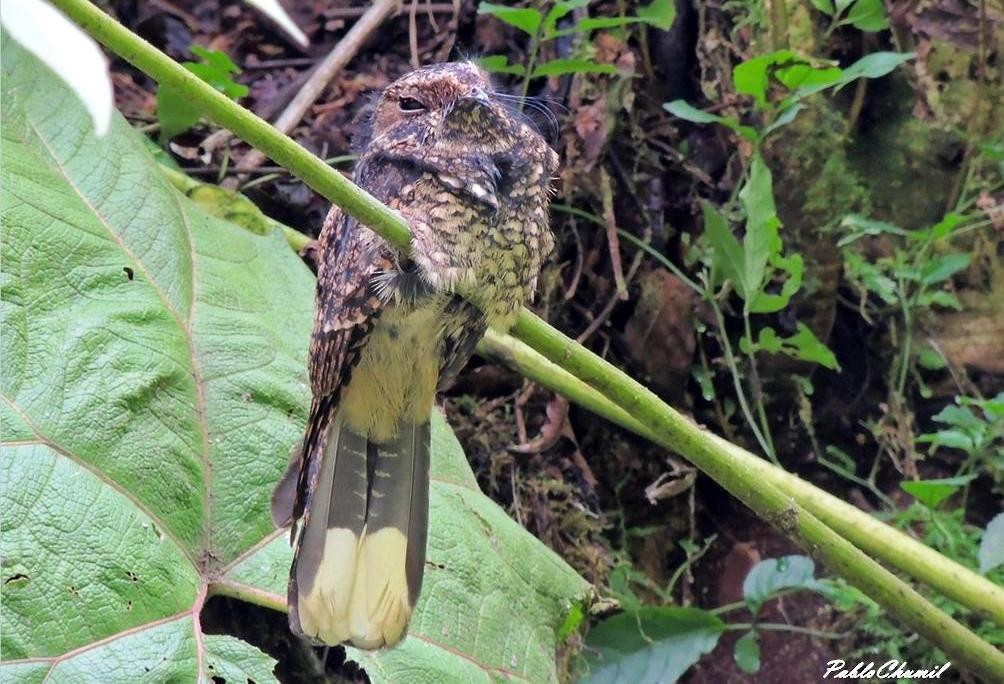 Chotacabras Cuerporruín Mexicano - ML216591421