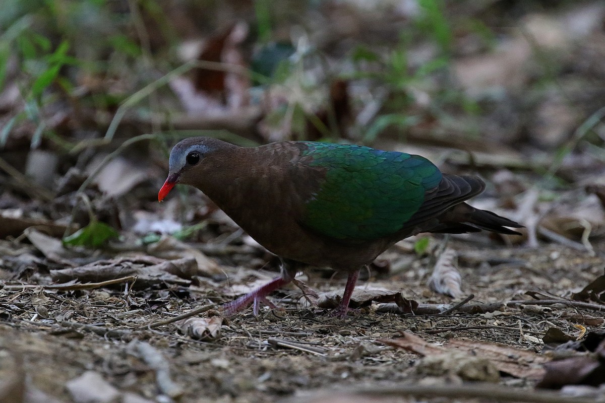 Asian Emerald Dove - ML216592841