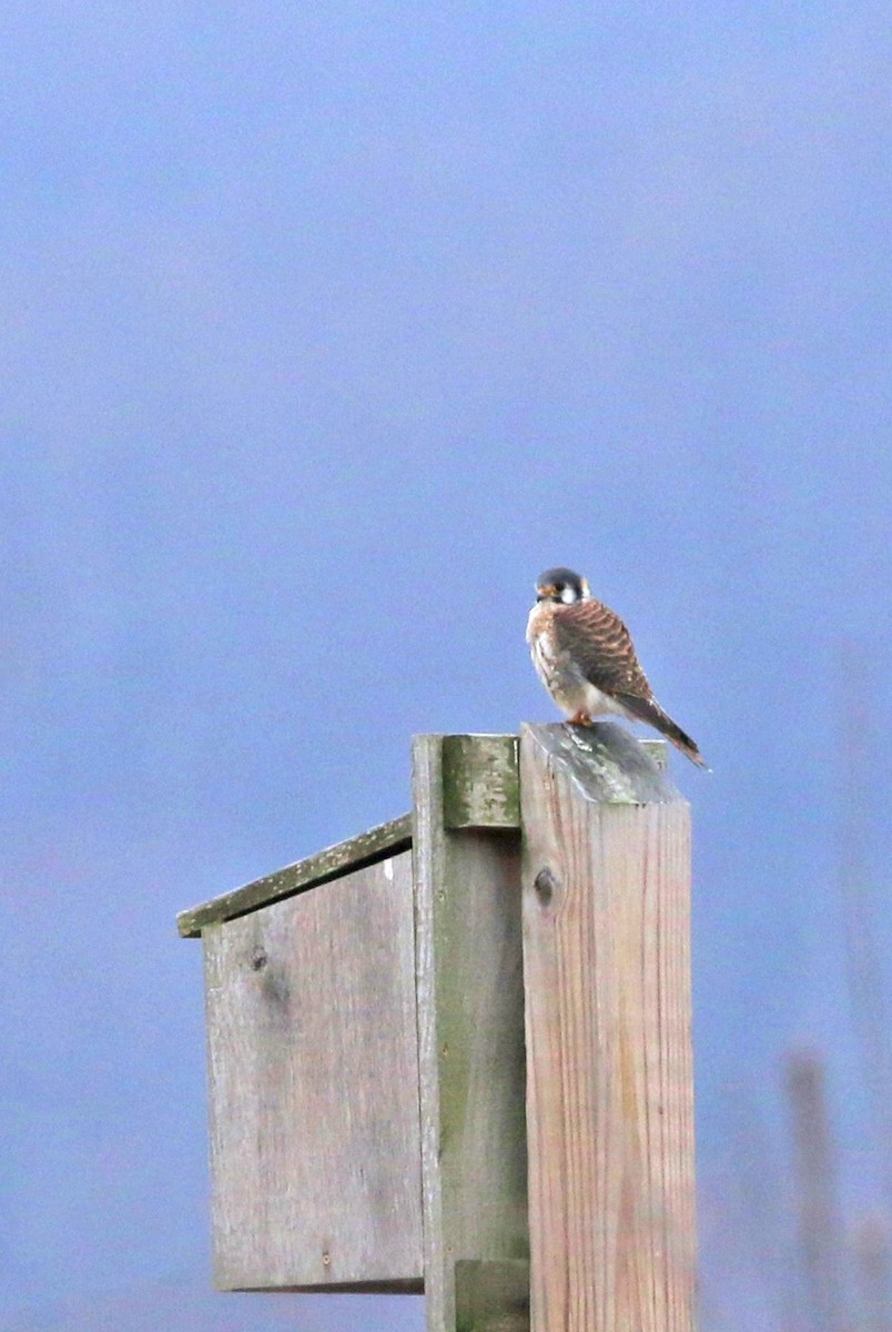 American Kestrel - ML216593351