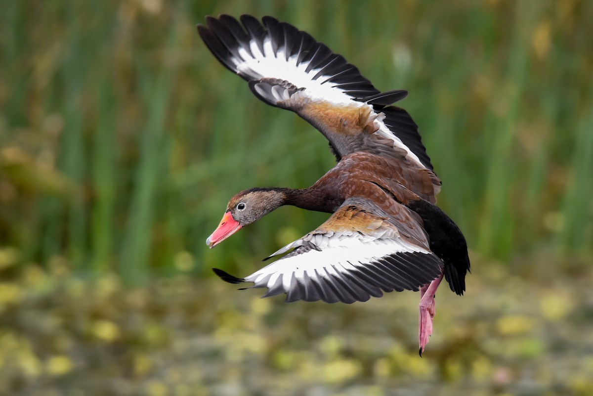 Black-bellied Whistling-Duck - ML216594201