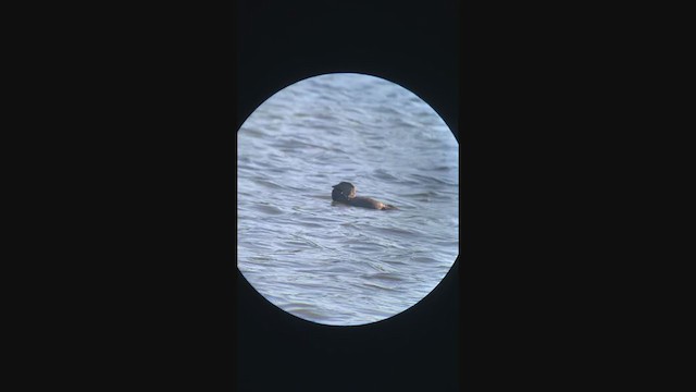 Musk Duck - ML216595801