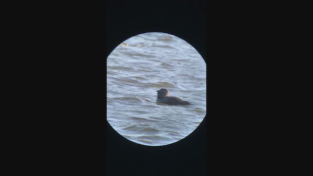 Musk Duck - ML216595811