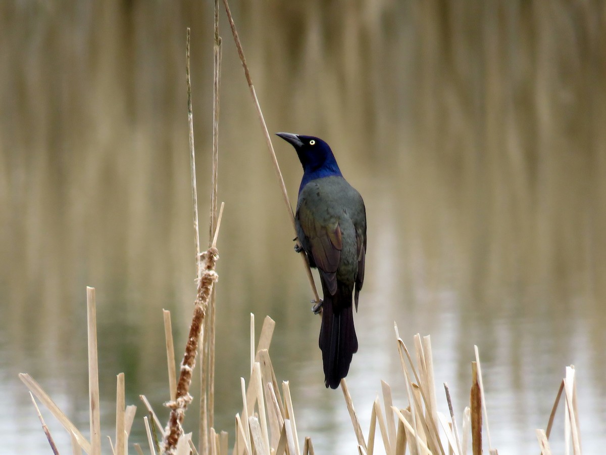 Common Grackle - ML216596311