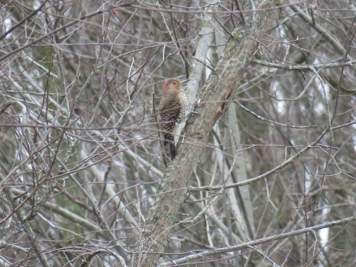 Northern Flicker - ML216596411