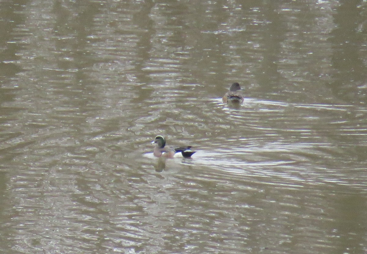 Canard d'Amérique - ML216596541