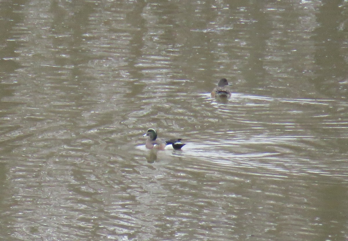 American Wigeon - ML216596541