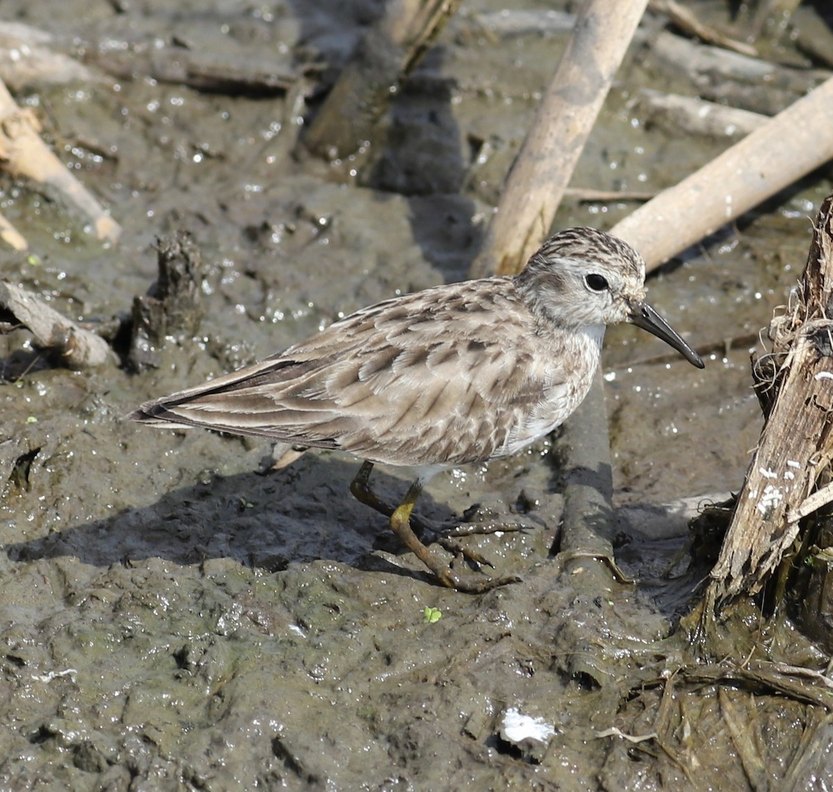 Least Sandpiper - ML216597161