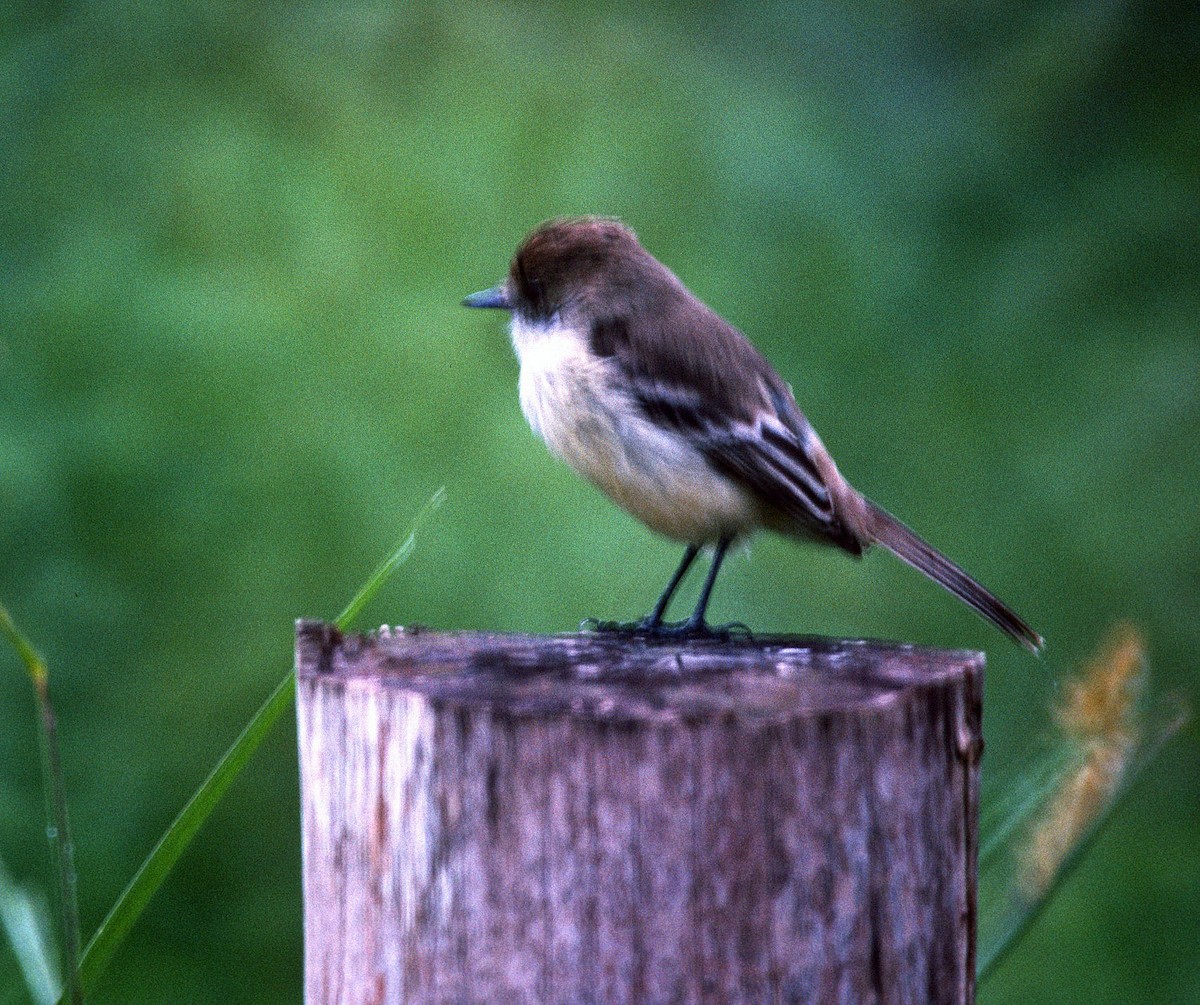 Galapagos Flycatcher - ML216597371