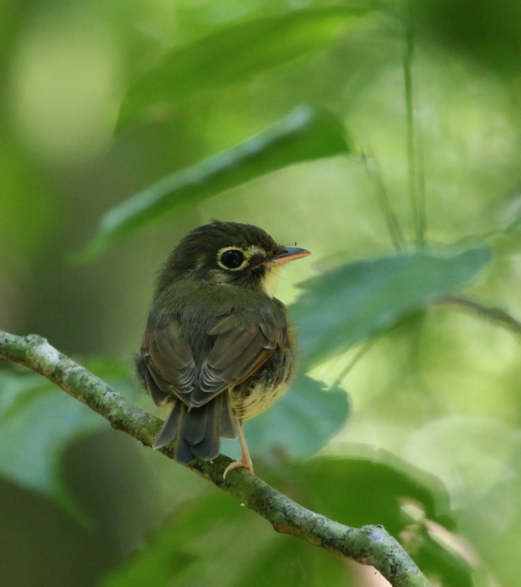 Russet-winged Spadebill - Daniel Branch