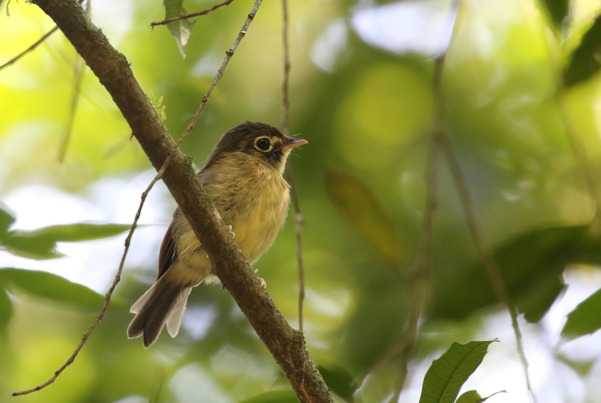 Russet-winged Spadebill - ML216597691