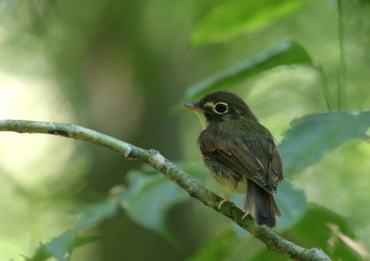 Russet-winged Spadebill - ML216597721