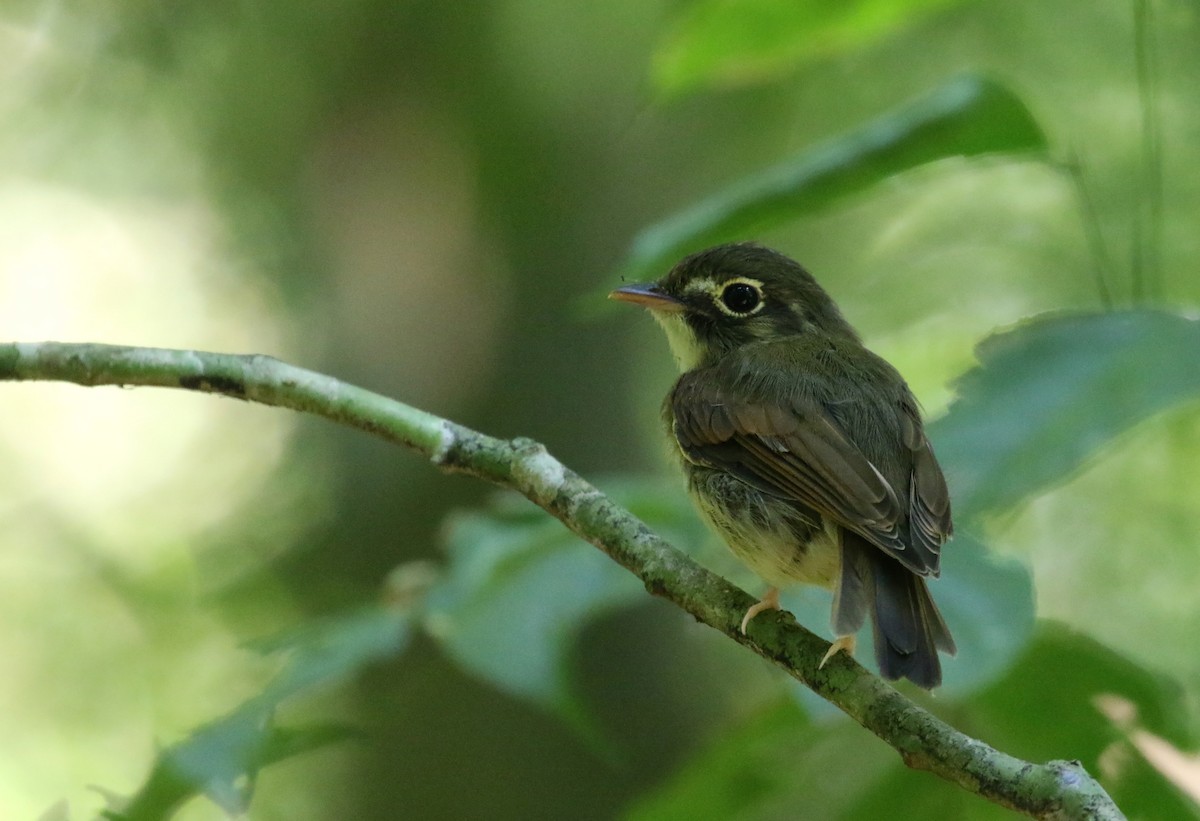 Russet-winged Spadebill - ML216597731