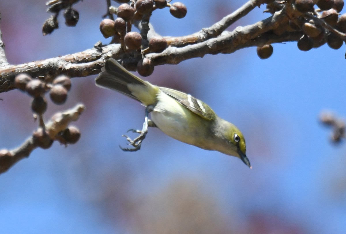 White-eyed Vireo - Michael Hatton