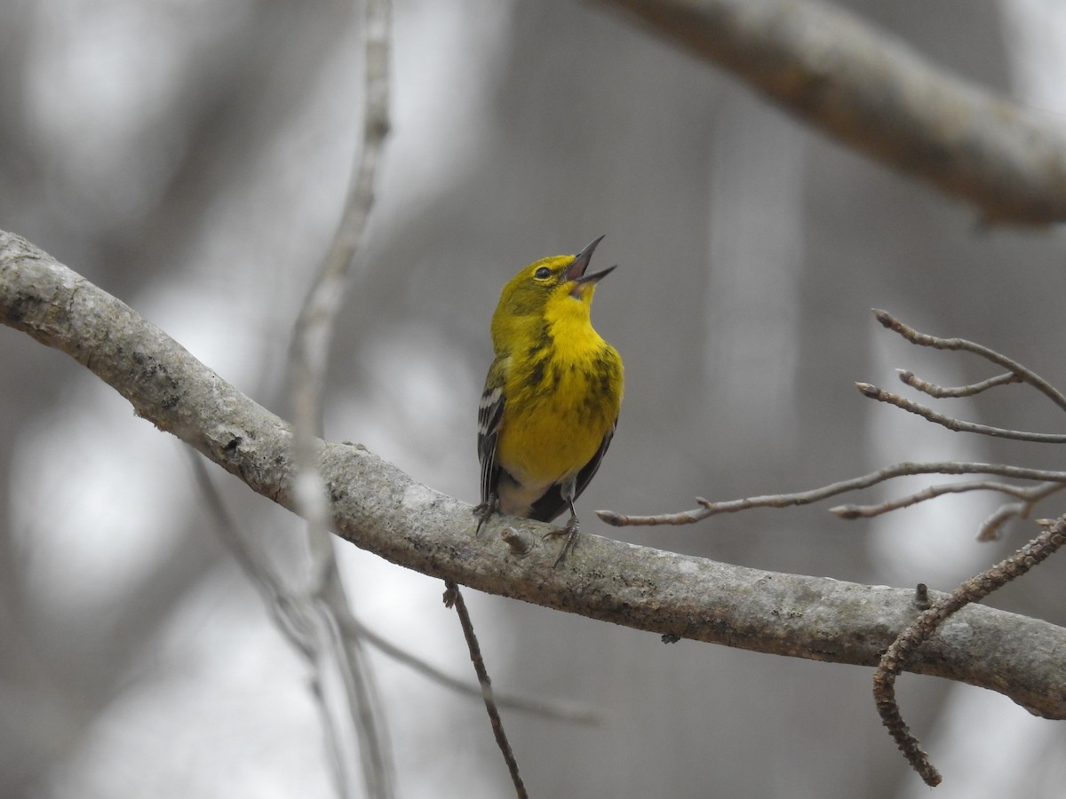 Pine Warbler - ML216601081