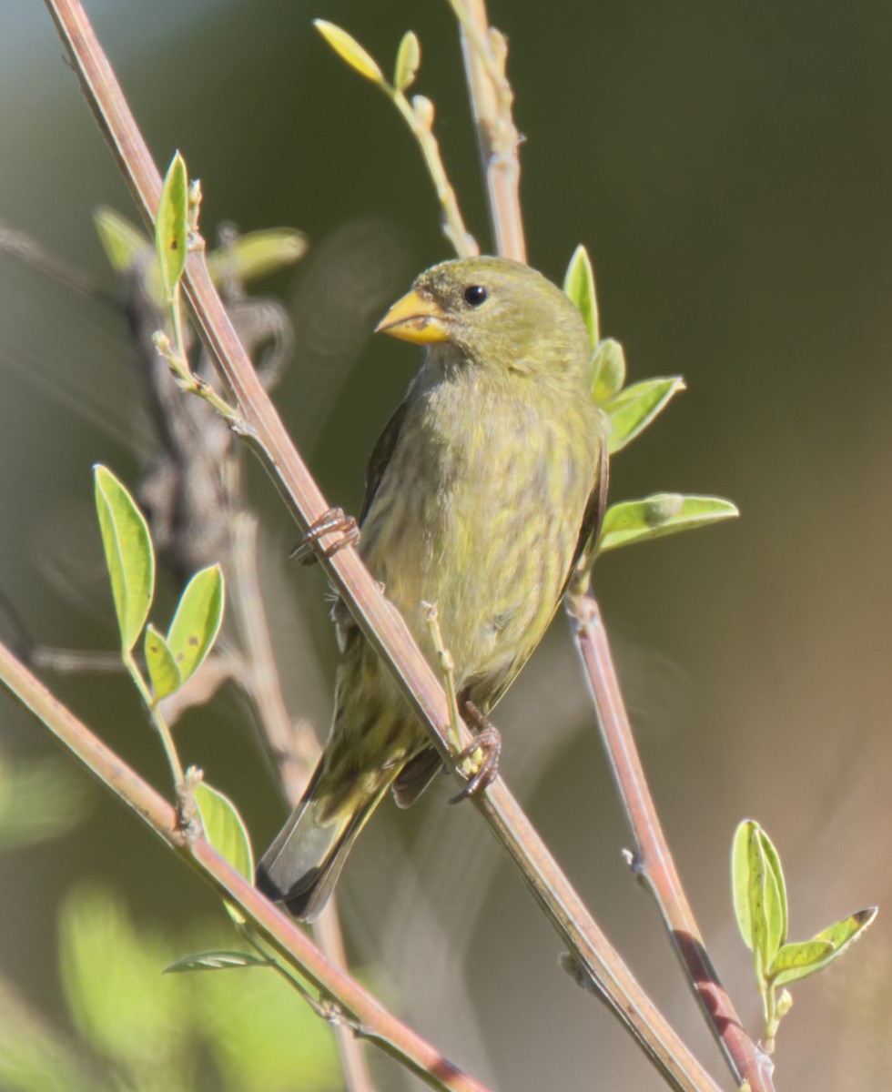 Antillean Siskin - ML216601391