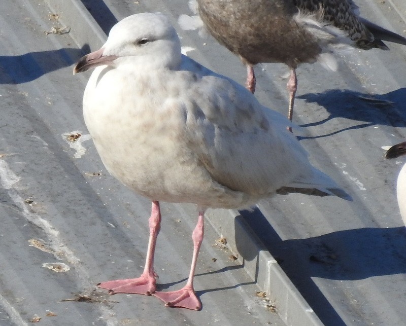 Glaucous Gull - Andy Frank