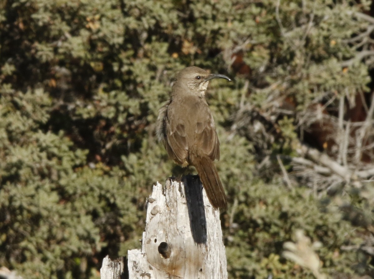 California Thrasher - ML216602851