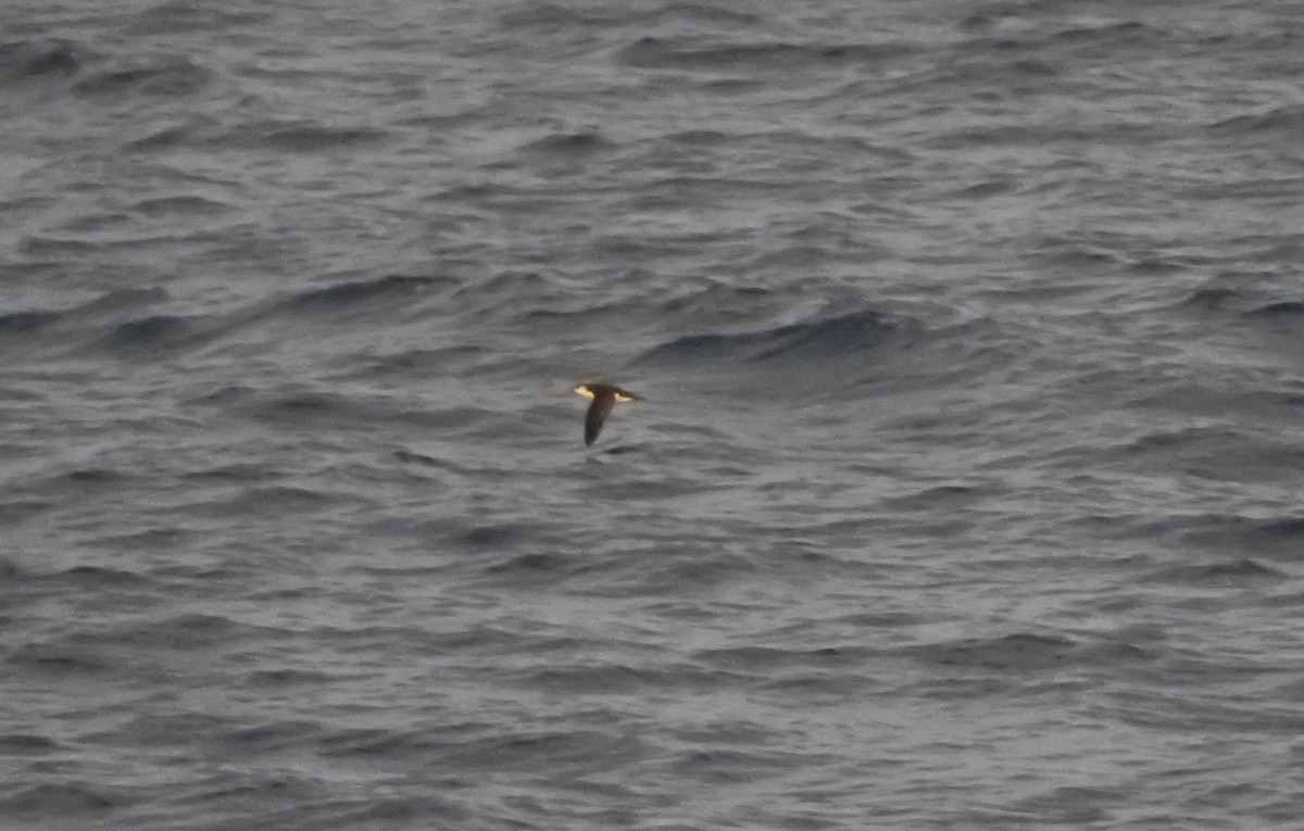 Little/Subantarctic Shearwater - Noam Markus