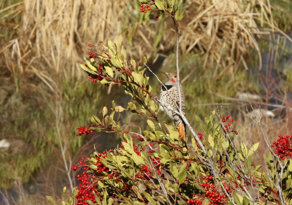 Northern Flicker - ML216603021