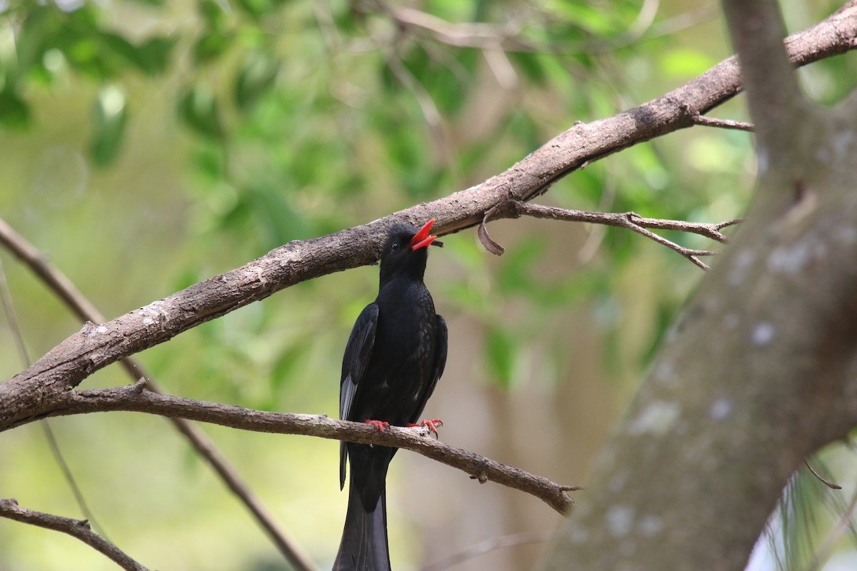 Black Bulbul - 舜昌 蕭