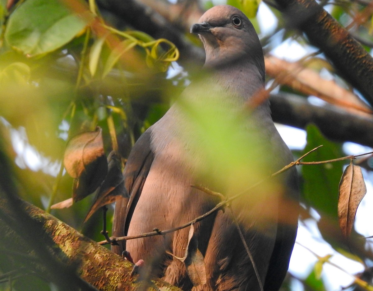 Pigeon plombé - ML216605021