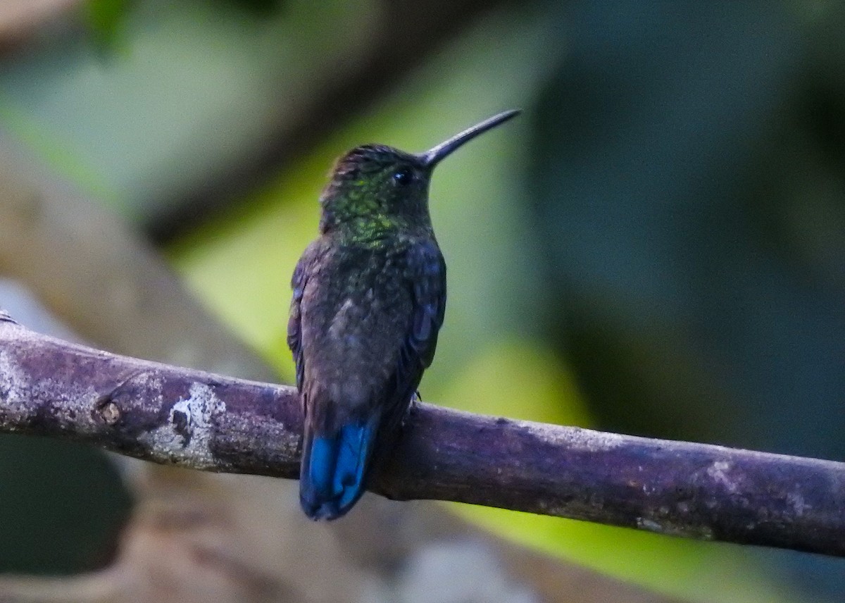 Western Emerald - Pam Rasmussen