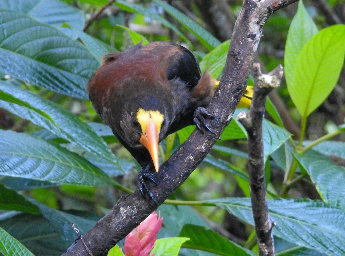 Russet-backed Oropendola - ML216605321