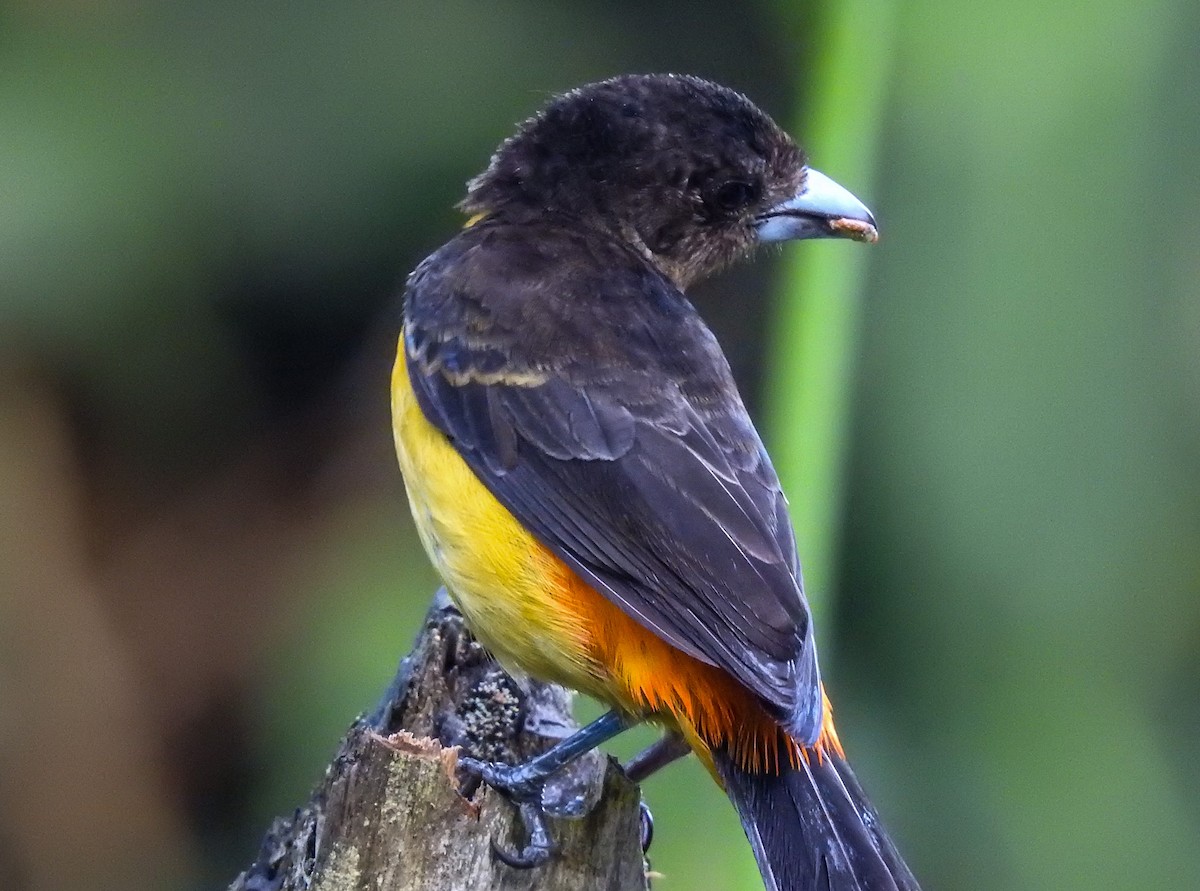 Flame-rumped Tanager - Pam Rasmussen