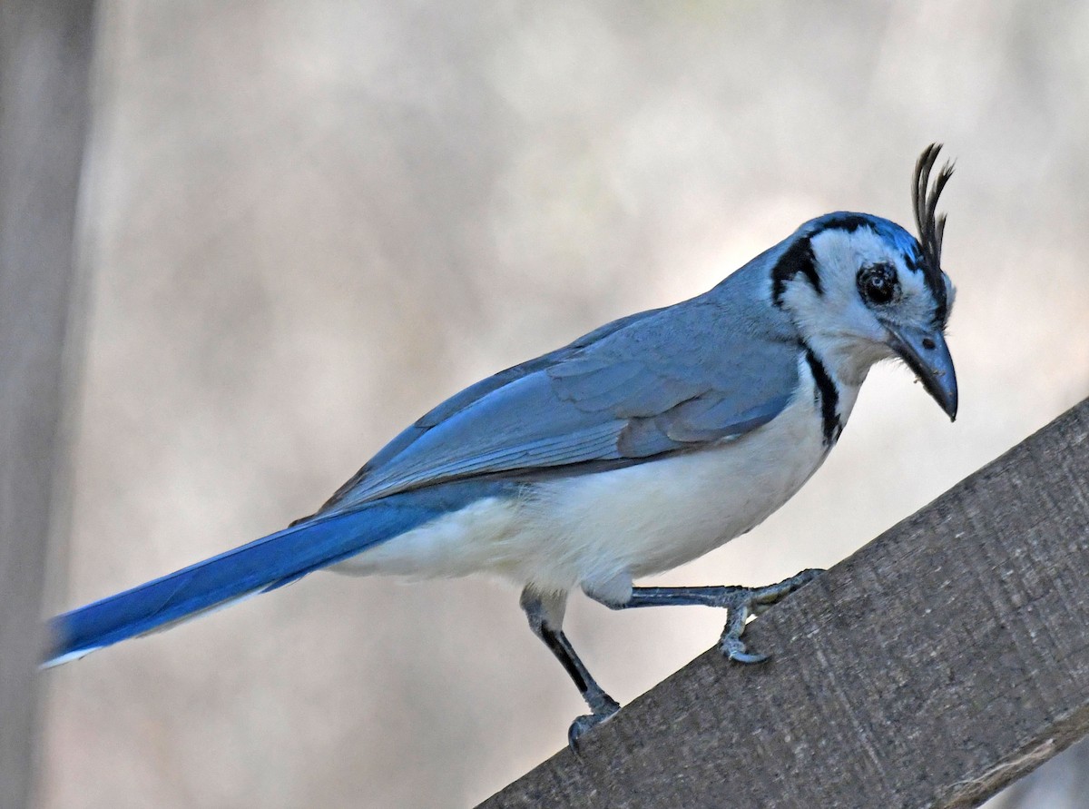 White-throated Magpie-Jay - Michael Hatton