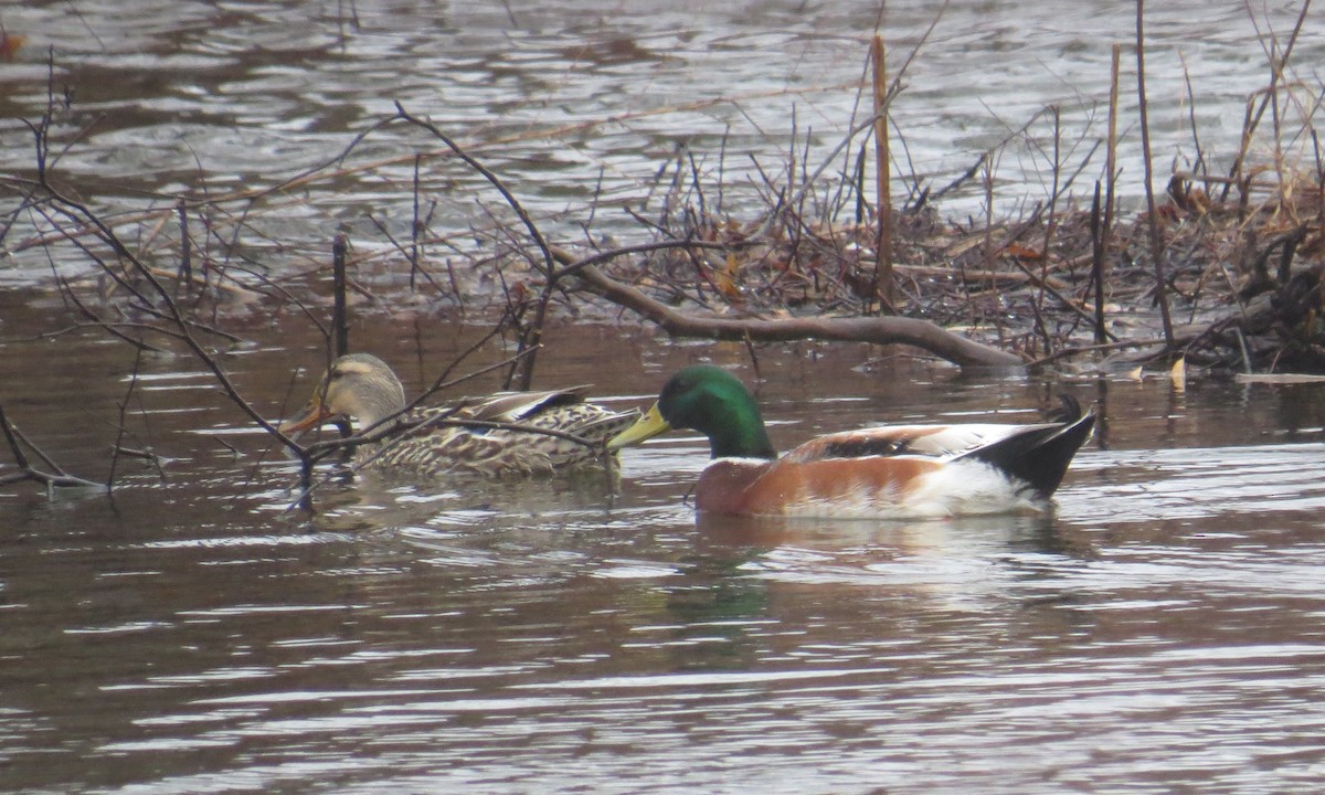 Mallard - ML216605581