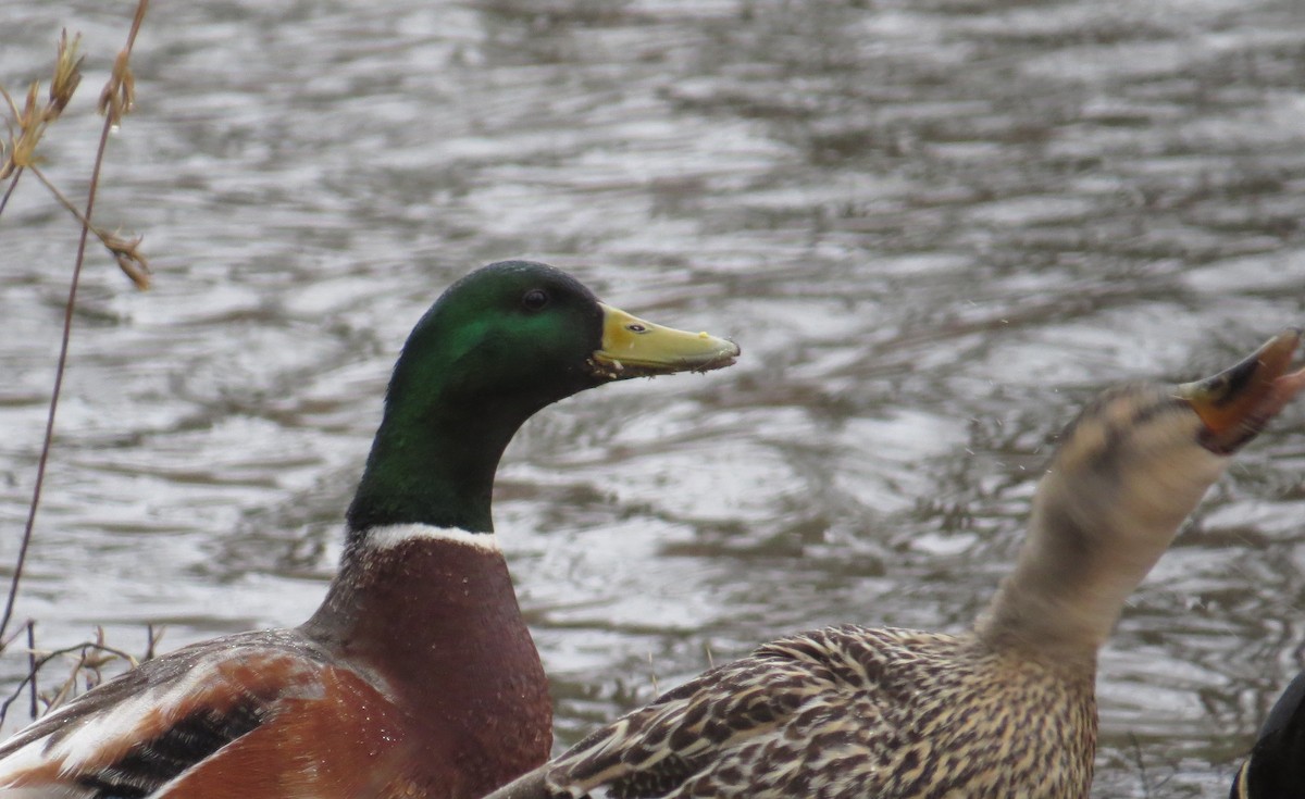 Mallard - ML216605591