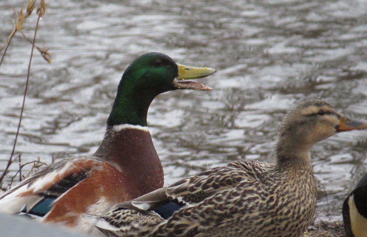 Mallard - ML216605601