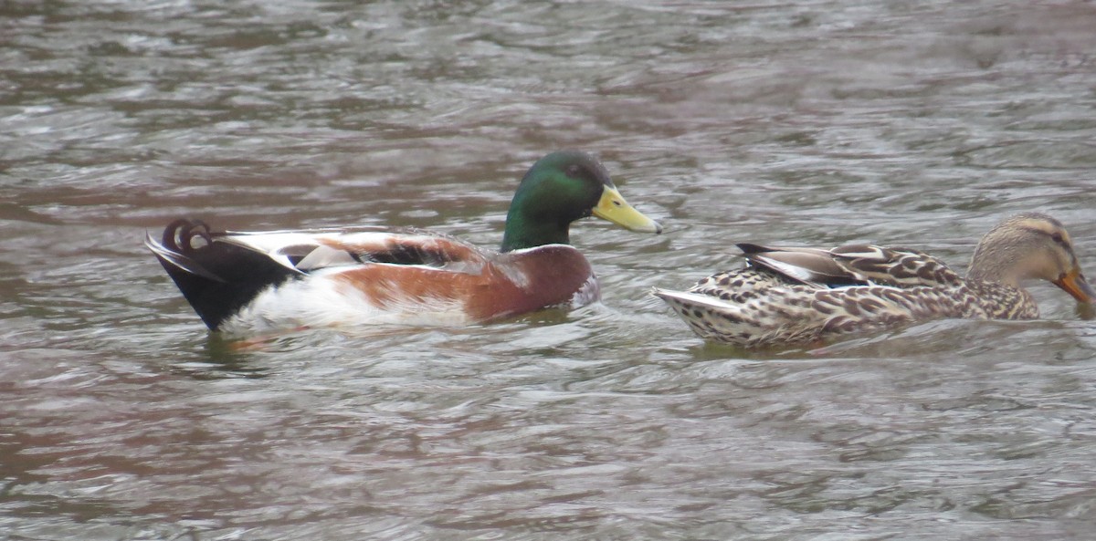 Mallard - ML216605611