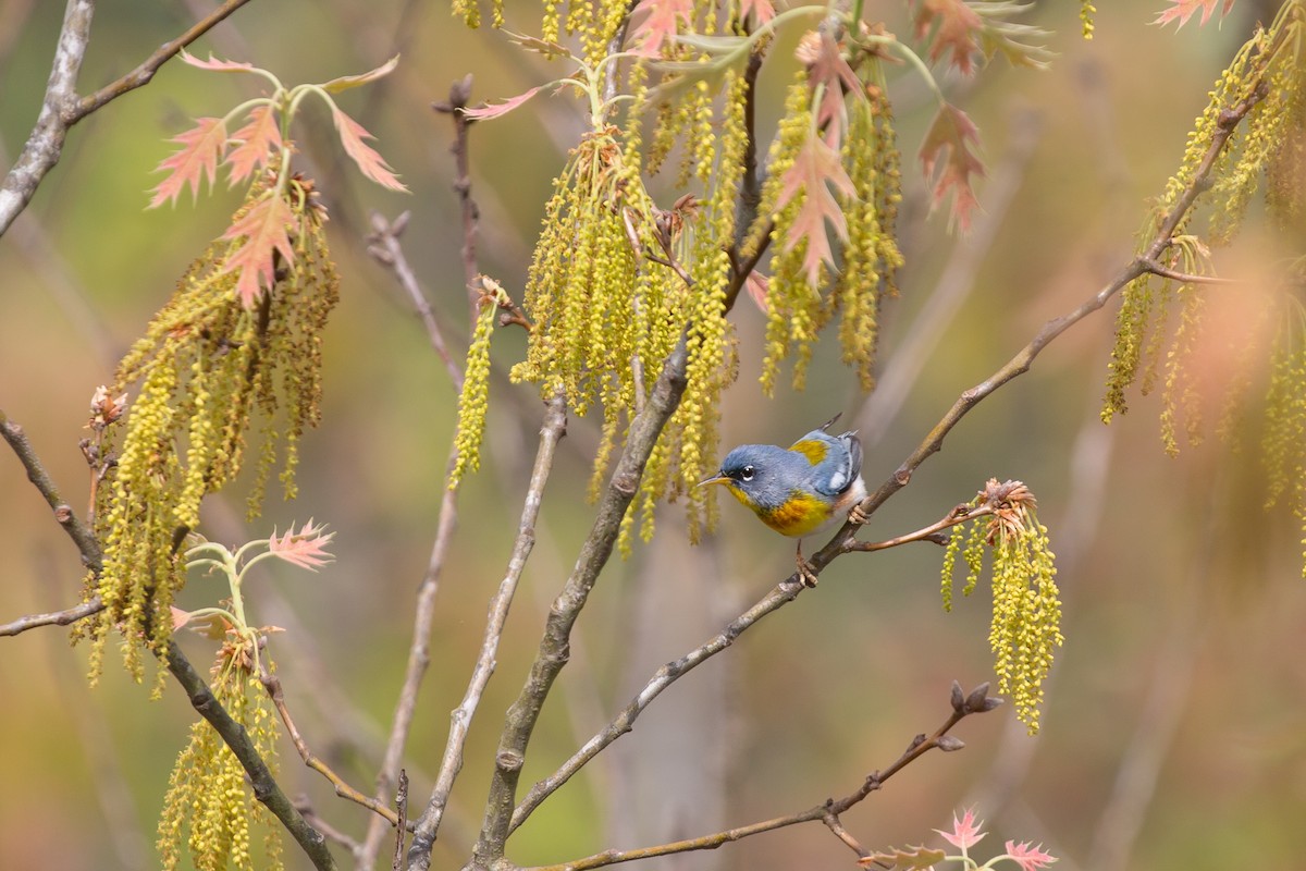 Northern Parula - ML216606321