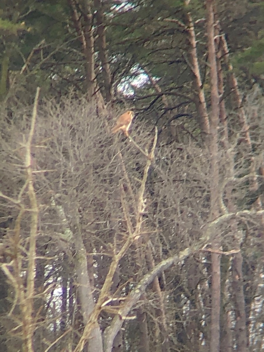 American Kestrel (Northern) - ML216606441