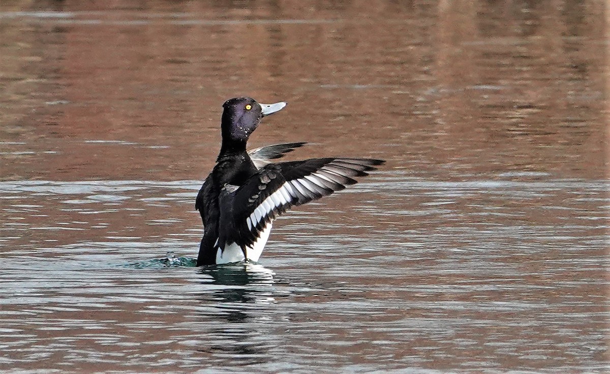 Tufted Duck x Greater Scaup (hybrid) - Paul Prior