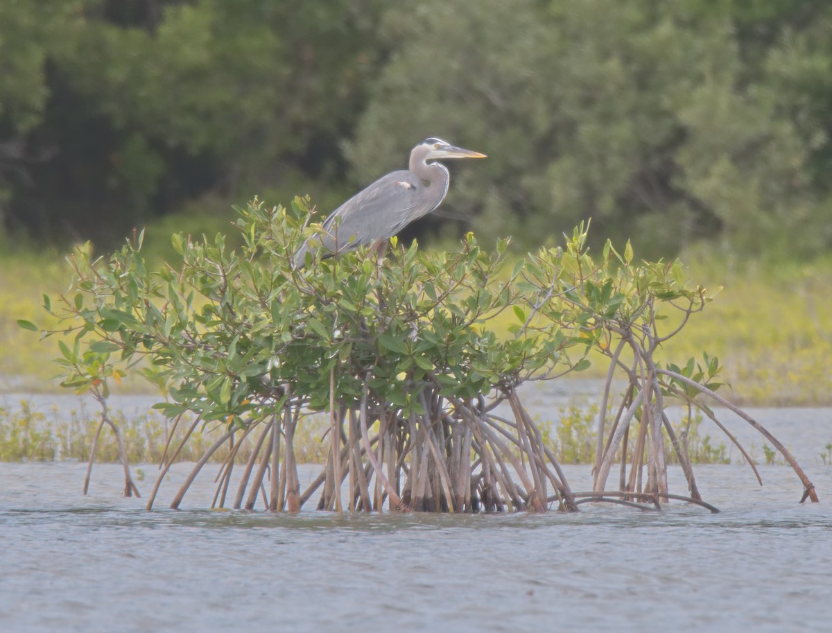 Great Blue Heron (Great Blue) - ML216606681