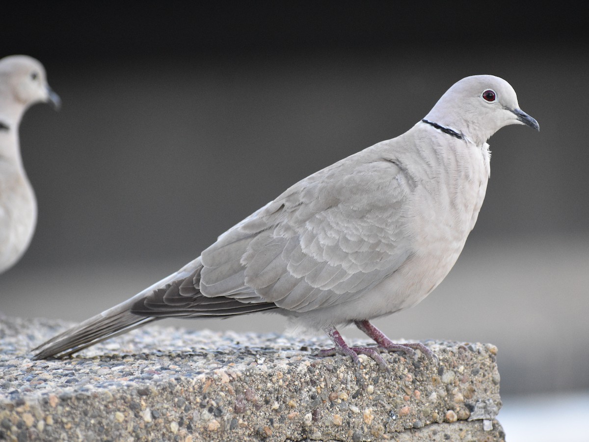 Eurasian Collared-Dove - Patrick McGill