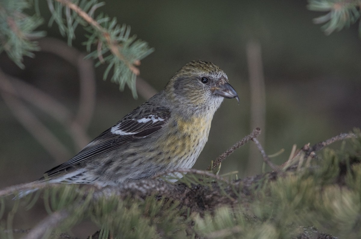 White-winged Crossbill - ML216610051